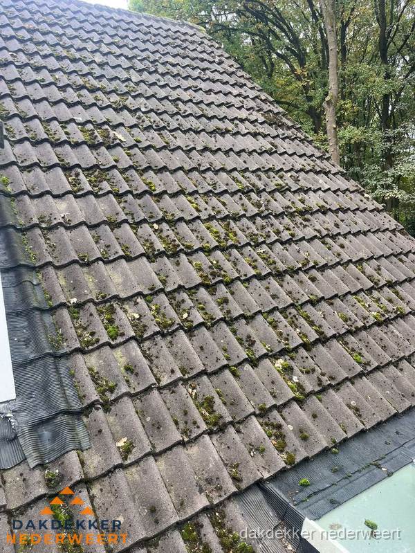 Verweerd pannendak met mosgroei dat renovatie nodig heeft in Nederweert